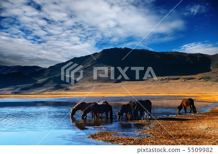 Drinking horses Drinking horses 5509982