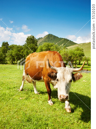 Horned cow Horned cow 5510103