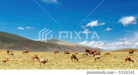 Herd of camels Herd of camels 5510141