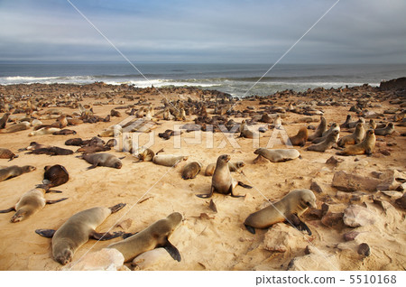 Atlantic seals Atlantic seals 5510168