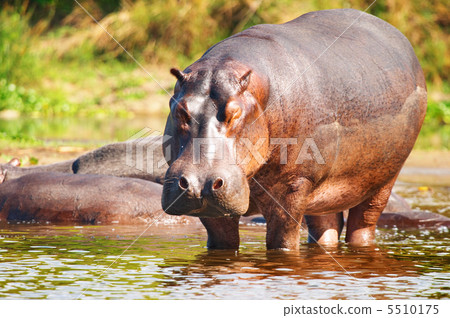 Wild hippo Wild hippo 5510175