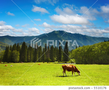 Grazing cow Grazing cow 5510176