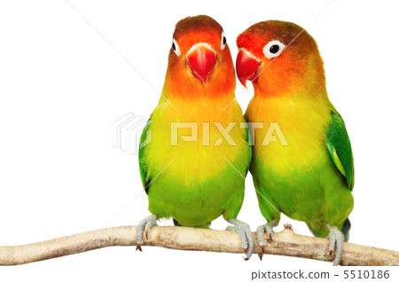 Pair of lovebirds 5510186