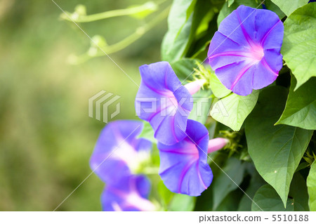 牽牛花 牽牛花 5510188
