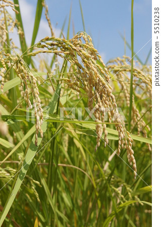 Rice Rice 5510238