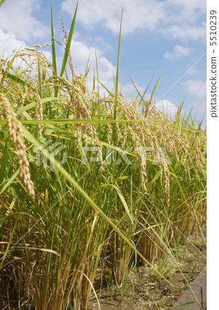 Rice Rice 5510239