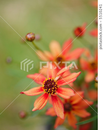 Choreopsis“南瓜派” Choreopsis“南瓜派” 5510241