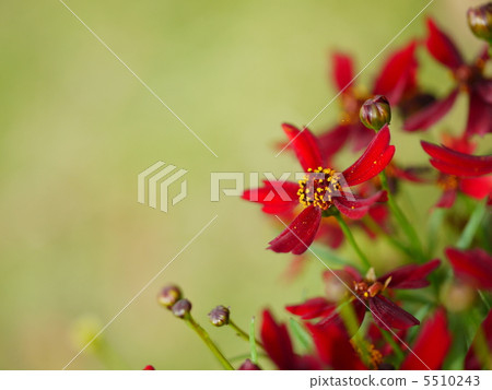 金雞菊“櫻桃派” 金雞菊“櫻桃派” 5510243