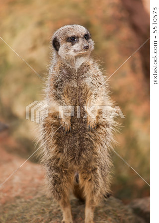 Alert: concerned meerkat looking out Alert: concerned meerkat looking out 5510573