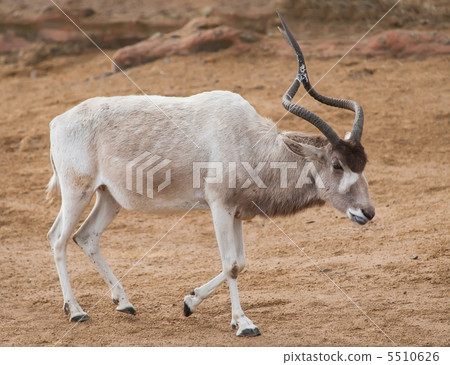 Addax or Mendes antelope: animals from Africa 5510626