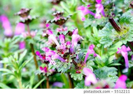 Flowers of Tatsuna Miso Flowers of Tatsuna Miso 5512211