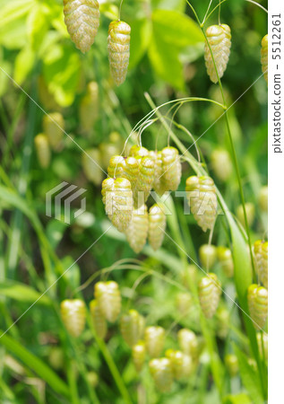 A lucky goose bird 5512261