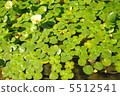 Four leaves aquatic plants 5512541
