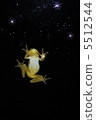 Frog in the dark 5512544