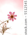 Momo Cosmos 5512545