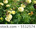 Swallowtail butterfly and orange butterfly 5512574