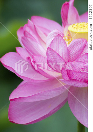 Double lotus flowers in double flowers Double lotus flowers in double flowers 5512595