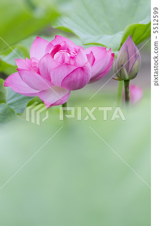 雙蓮花雙花 5512599