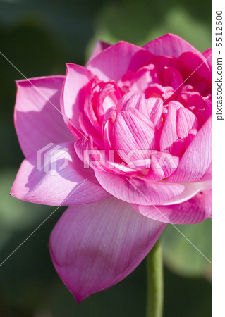 雙蓮花雙花 5512600