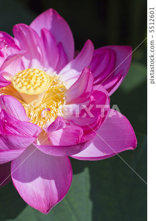 雙蓮花雙花 5512601