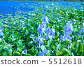 Blue flower aquatic plants 5512618