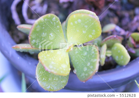 金樹 金樹 5512628