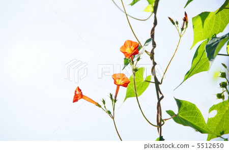 September Marubarukou Sow · Hiragao family 08 September Marubarukou Sow · Hiragao family 08 5512650