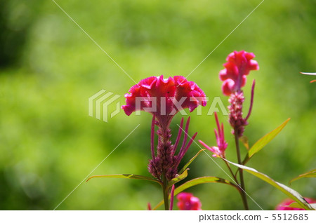 September Catechuidae 53 5512685