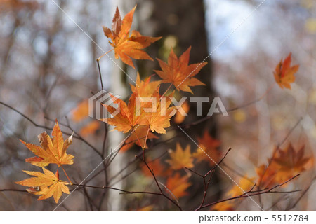 Dead autumn leaves Dead autumn leaves 5512784