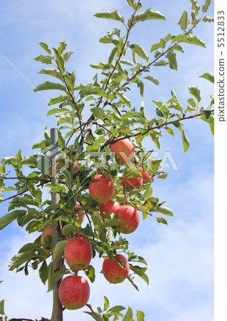 Shinano Dolce 5512833