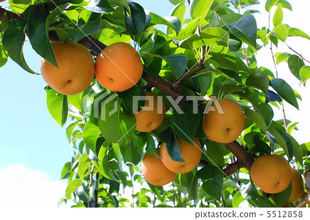 Red pear in South Shinshu 5512858