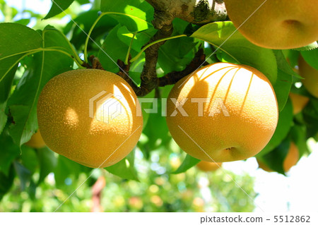 Red pear in South Shinshu 5512862