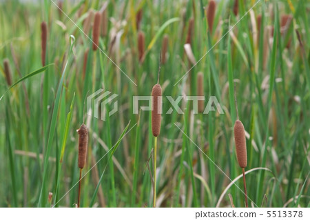 Gama的耳朵 5513378