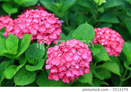 Hydrangea pink 3 Hydrangea pink 3 5513379