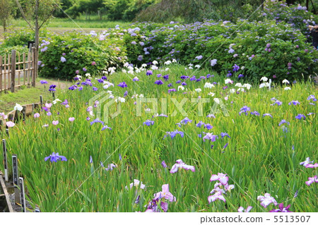 Iris garden 5513507