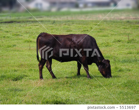 Cow Cow 5513697