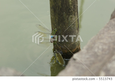 Miraculous cut (Attacks on gingering spawning eggs!) 5513743