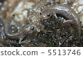 Tokyo salamander 5513746