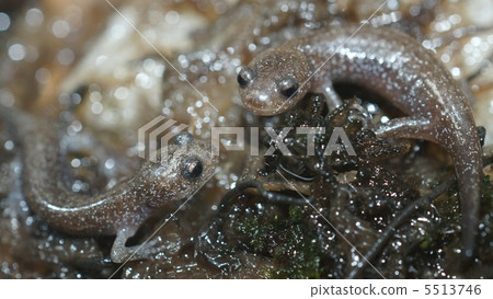 Tokyo salamander 5513746