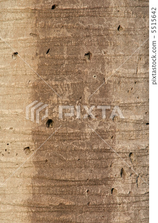 bark palm bark palm 5515642