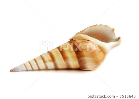 sea shell 5515643