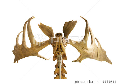 skeleton of fossil deer skeleton of fossil deer 5515644