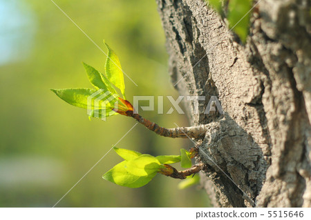 verdant sprout 5515646