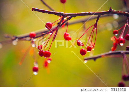 autumn branches autumn branches 5515650