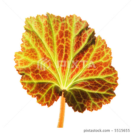young leaf young leaf 5515655