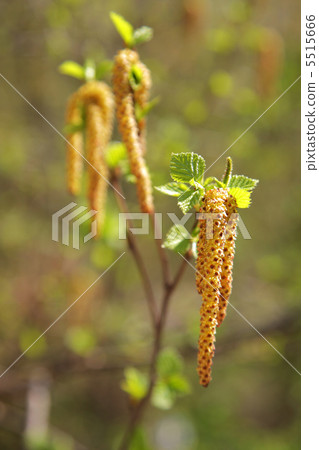 birch bud on spring 5515666