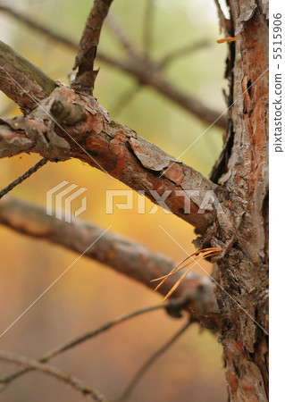 branch of pine tree 5515906