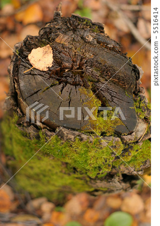 the heart of tree 5516414