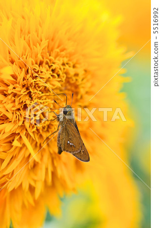 被舉的蝴蝶和向日葵 5516992