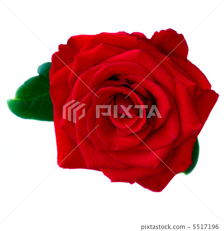 red rose red rose 5517196